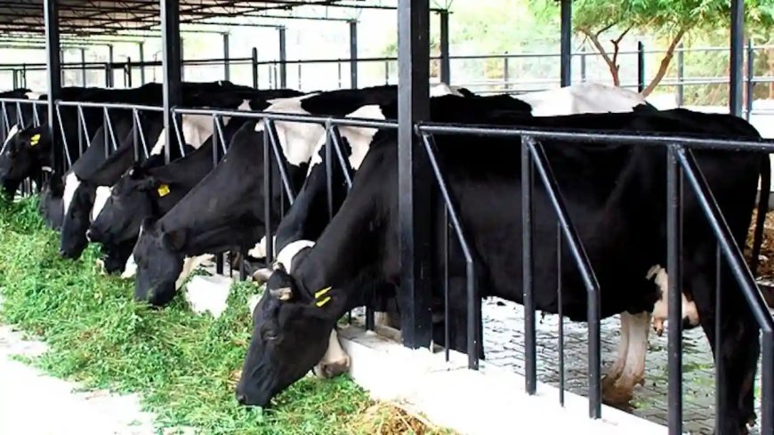 डॉ.भीमराव अंबेडकर कामधेनु योजना: अनुदान पर डेयरी की स्थापना के लिए यहाँ करें आवेदन