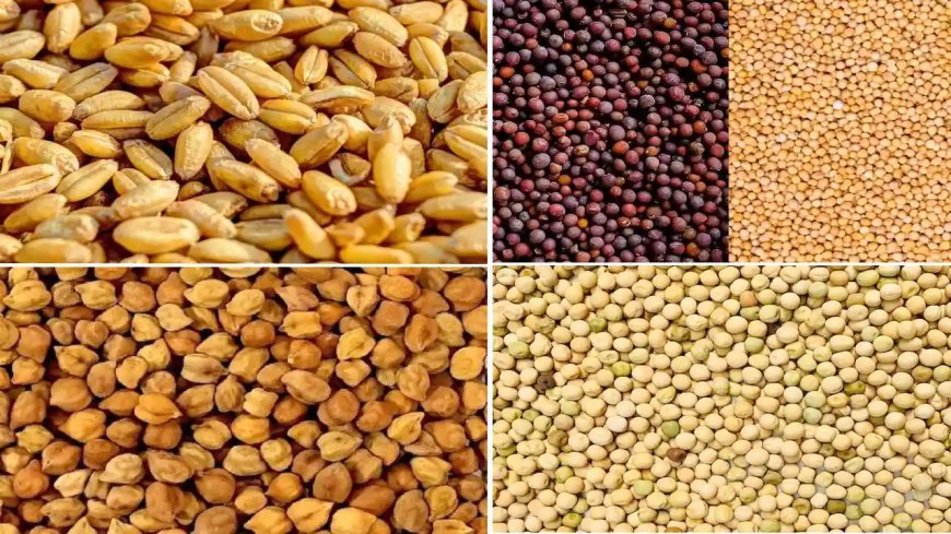 यहाँ से बीज लेने पर किसानों को गेहूं, चना, सरसों, मटर और मसूर की उन्नत किस्मों पर मिलेगा 50 प्रतिशत का अनुदान