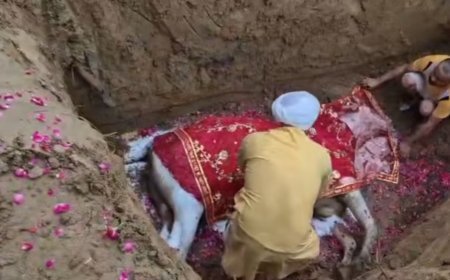 सोनीपत के असन्यारपुर तिहाड़ कला गांव में गौसेवा की अनूठी मिसाल, पूरे सम्मान के साथ किया अंतिम संस्कार