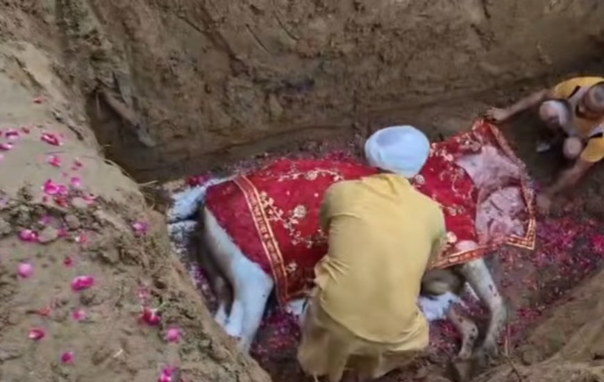 सोनीपत के असन्यारपुर तिहाड़ कला गांव में गौसेवा की अनूठी मिसाल, पूरे सम्मान के साथ किया अंतिम संस्कार